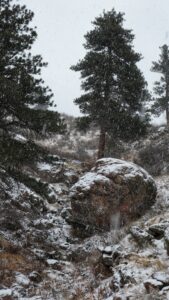 Large snow covered boulder and tree