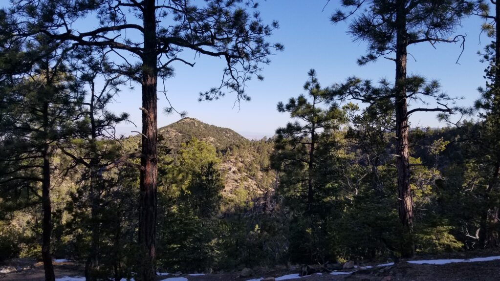 Pines and a mountain in the back